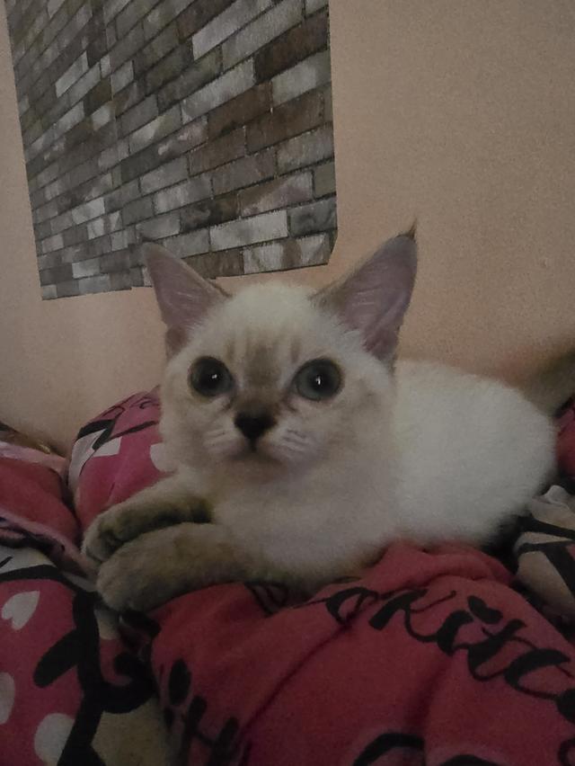 Siamese British Cat "แมววิเชียรมาศบริติชช็อตแฮร์"