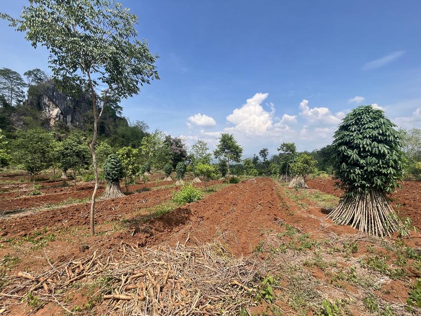 ขายที่ดิน วิวภูเขา⛰️📍จำนวน4ไร่  = 2แปลงติดกัน*แปลงที่1 (2ไร่)*แปลงที่2 (2ไร่)📍ราคาไร่ละ350,000 บาทเอกสาร  นส4จฟรีโอนกรรมสิทธ์ บรรยากาศดี วิวสวย สงบ 15