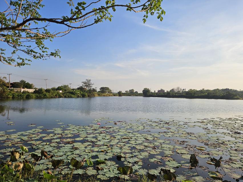 ขายที่ดินแปลงใหญ่พร้อมบ่อน้ำ 53 ไร่ ติดถนน (ใกล้ถนน 3064) ต.โคกพุทรา อ.โพธิ์ทอง จ.อ่างทอง โฉนดพร้อมโอนทันที เหมาะสำหรับ ทำฟาร์ม เกษตรกรรม 5