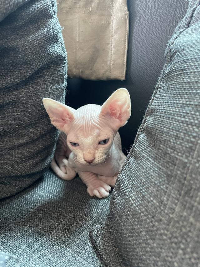 แมวสฟิงซ์แท้ทั้งพ่อและแม่