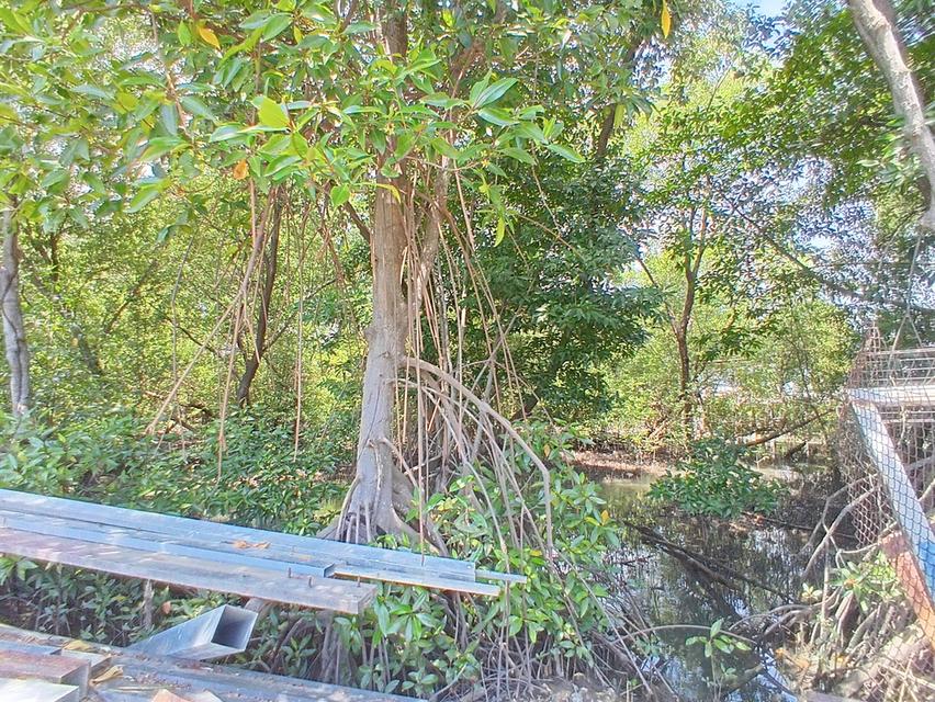 ขายที่ดิน 4 ไร่ 29 ตารางวา ซอยเทศบาลคลองด่าน 8/5 ตำบลคลองด่าน อำเภอบางบ่อ จังหวัดสมุทรปราการ 1