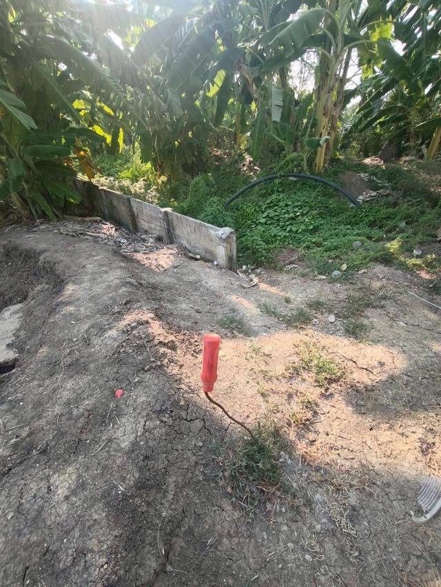 ขายด่วนที่ดิน 400 ตรว ติดถนนคอนกรีต แสนกาญจนา 4 อ.บางใหญ่ จ.นนทบุรี 6