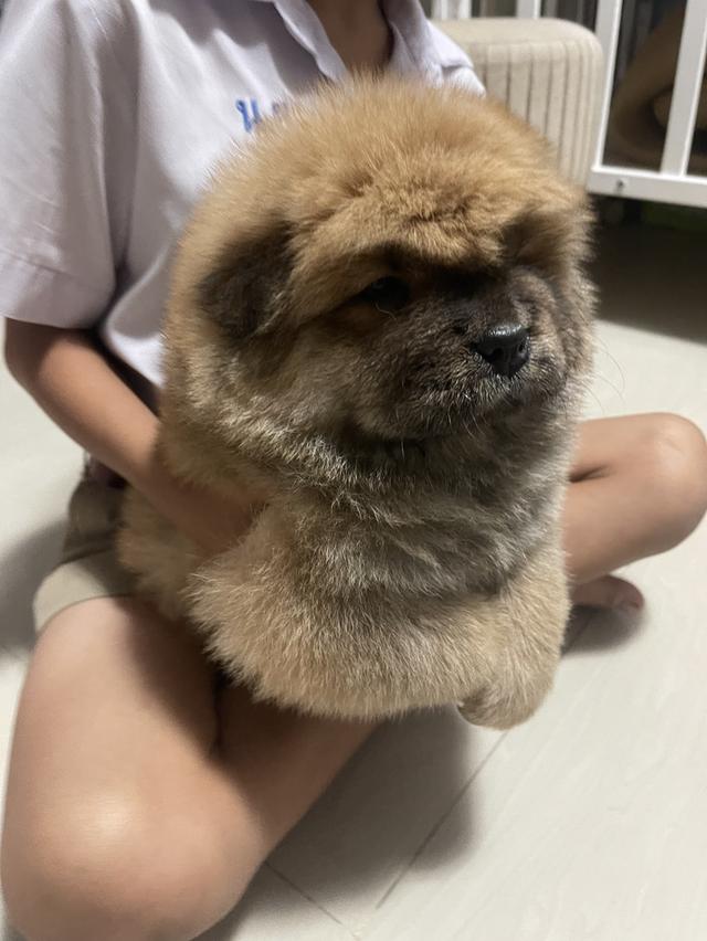 หมาเชาว์ เชาว์แท้ 100% รูปย่อยที่ 2