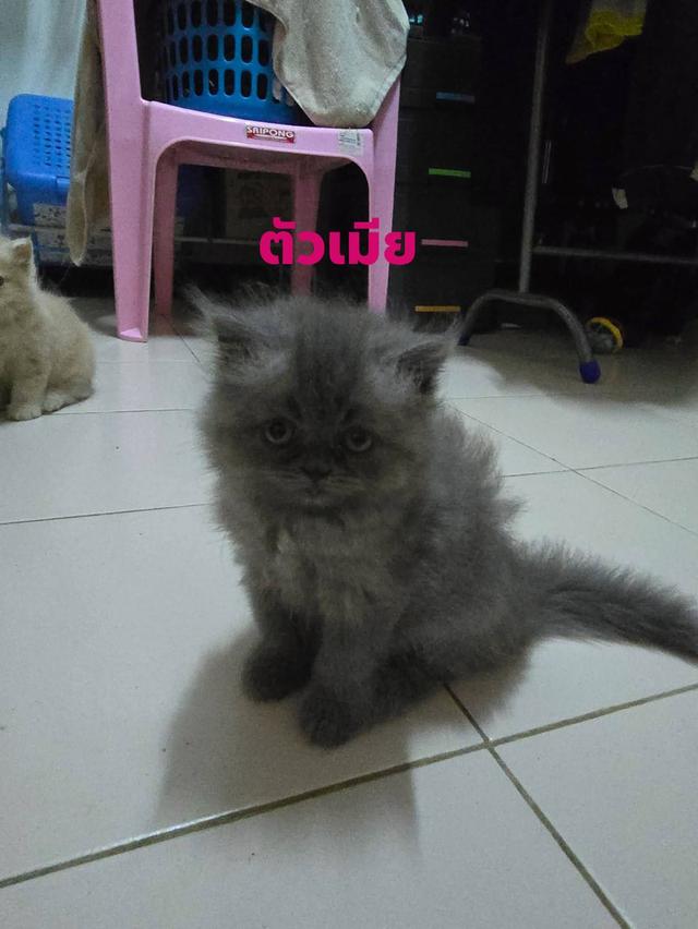 ลูกแมวเปอเชียแท้ขนฟู