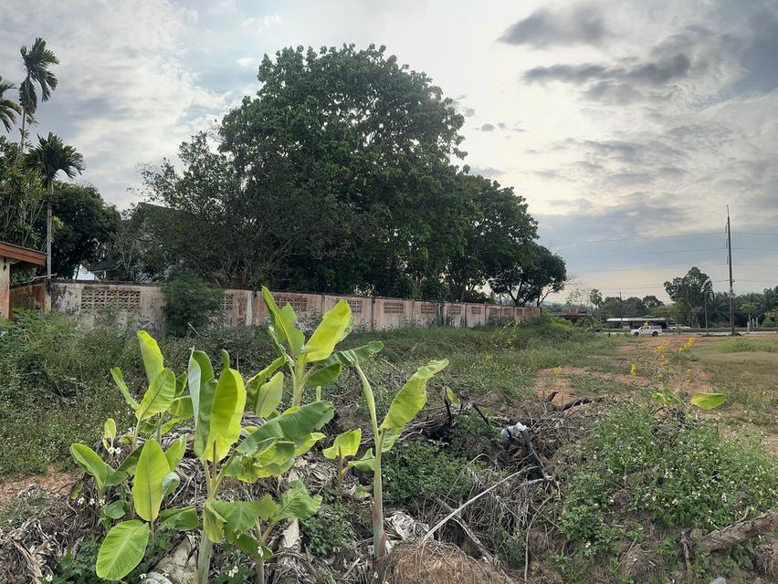 💎โฉนดทองคำ 10 ไร่แห่งความมั่งคั่ง! 💰ไร่ละ 3.9 ล้านบาท ราคานี้กับฮวงจุ้ยเทพๆ (ติดทางหลวงแผ่นดินหมายเลข 4 (เพชรเกษม)  ต.ท่าข้าม อ.ท่าแซะ จ.ชุมพร 4