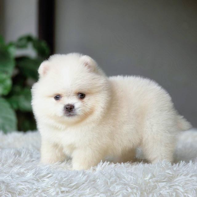 ปอมเมอเรเนียนเพศผู้ สีขาวครีม รูปย่อยที่ 2