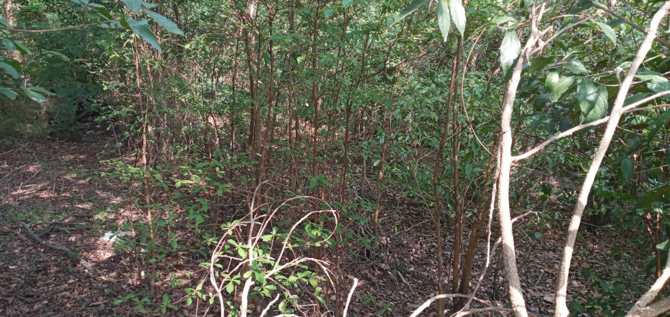 ที่ดินจังหวัดปราจีนบุรี ต ดงตาแทน อ เมือง 3