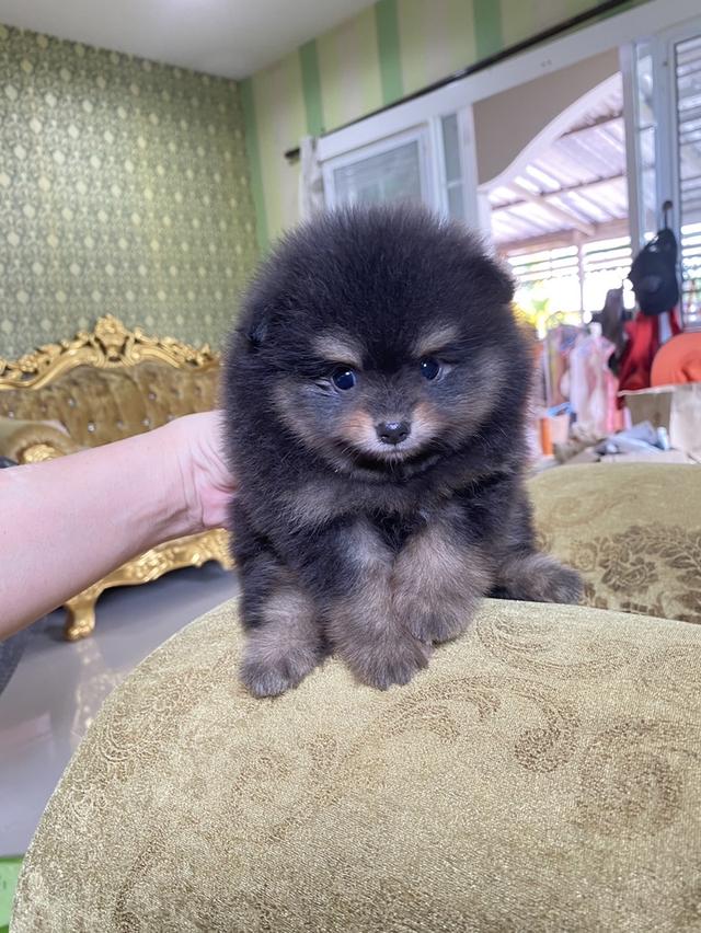 จำหน่ายปอมเมอเรเนียนแท้  2
