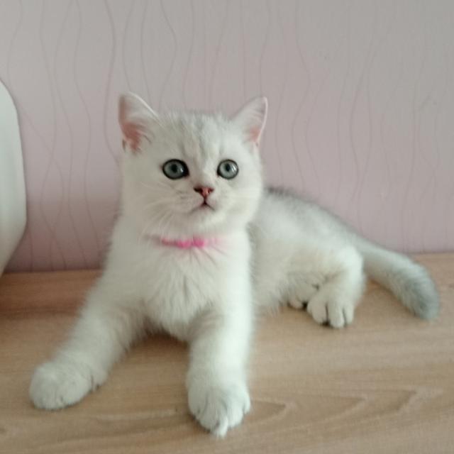 😺ลูกแมวสก็อตติชโฟล์ดแท้🐈🐈🐈