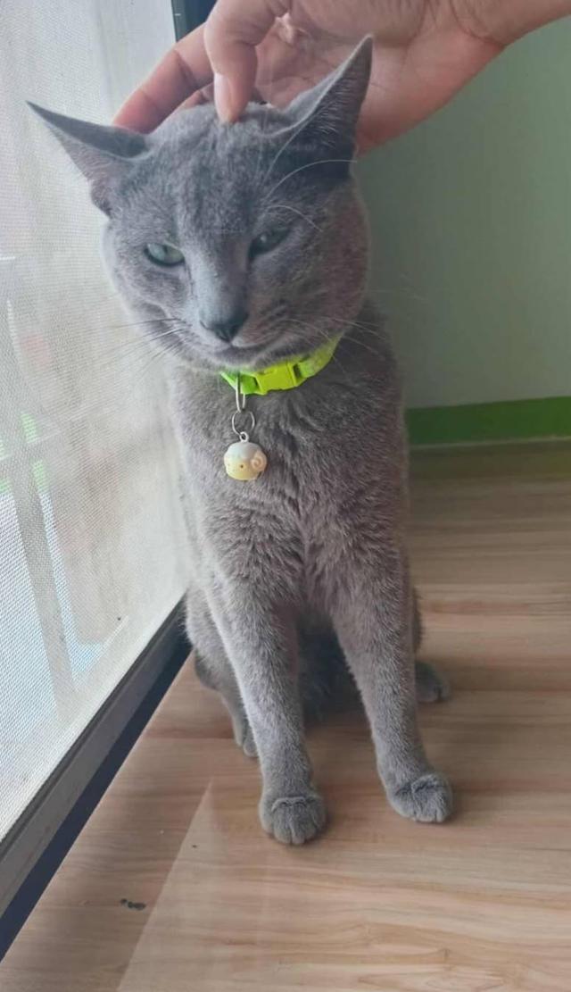 แมวรัสเซียน บลู/เพศผู้ นำเข้าจากเกาหลีใต้ มีเอกสารส่งออก+ฝังไมโครชิพ Russian Blue Cat/Male Imported from South Korea with export documents and