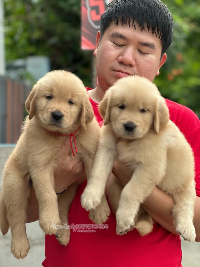 โกลเด้นแท้ ฟอร์มสวย แอดไลน์รูปสุดท้าย รูปย่อยที่ 4