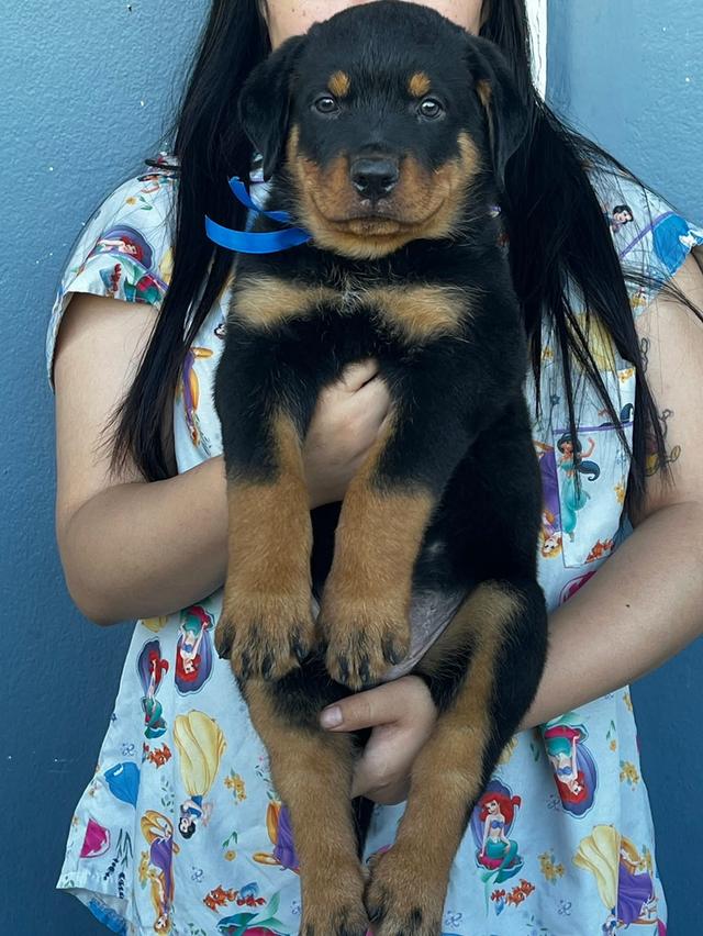 สุนัขร็อตไวเลอร์เพศผู้/เมีย