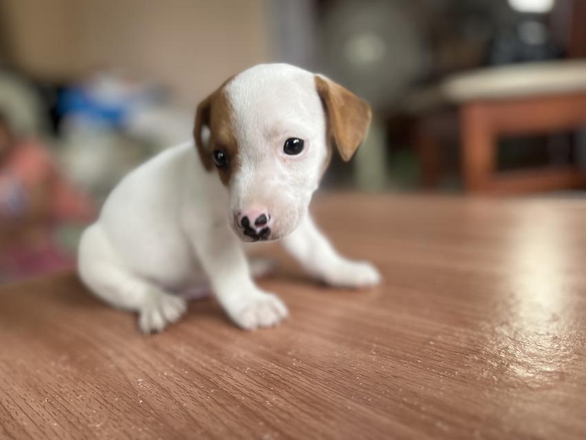 ลูกสุนัข jackrussell  7