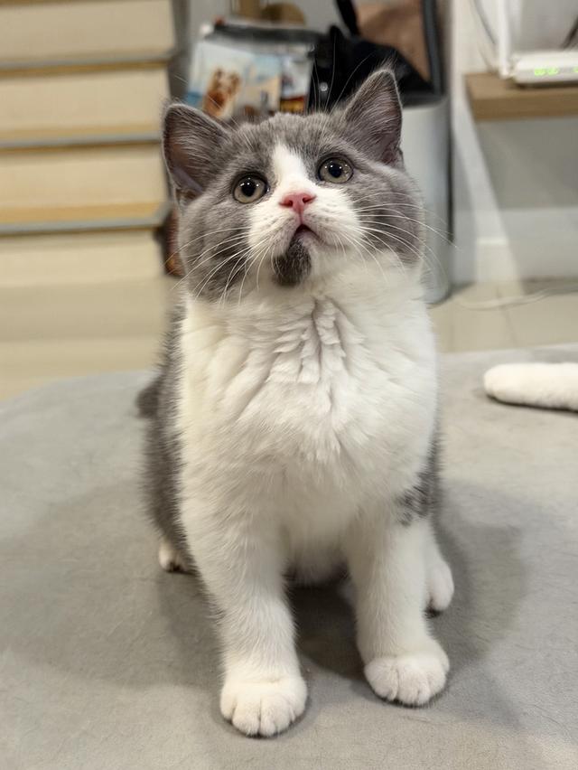 แมวบริติชสายเลือดแชมป์