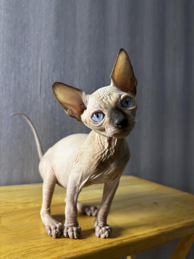 🤍White Sphynx kitten💙