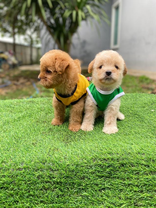 พุดเดิ้ล+ชิวาวา เพศชาย น่ารักๆ รูปที่ 6