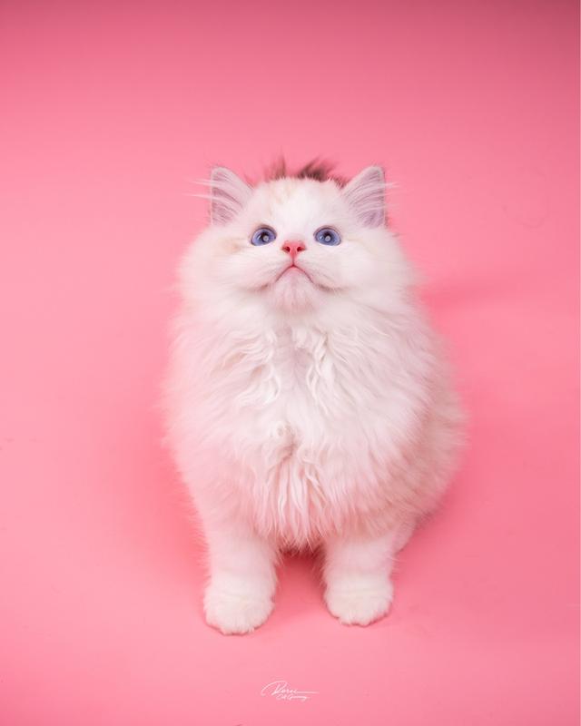 แมวแร็กดอลล์ (Ragdoll) อายุ 4 เดือน