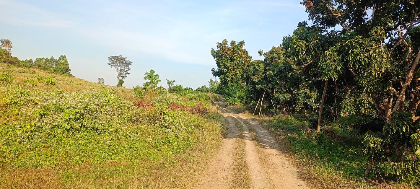 สวนลำใย 31ไร่3งาน ที่ดินวิวสวยที่บนเขา ท้ายสวนมีฝายน้ำ 12