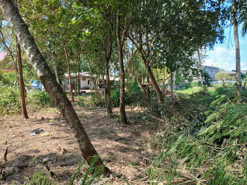 ขายที่ดินเปล่าโฉนด 1 งาน 14 ตร.ว. อยู่ในชุมชน ต.นาชะอัง อ.เมืองชุมพร ห่างศาลากลางจังหวัดเพียง 3 กม. ที่เนินปลอดภัยจากน้ำท่วม เจ้าของเองครับ 9