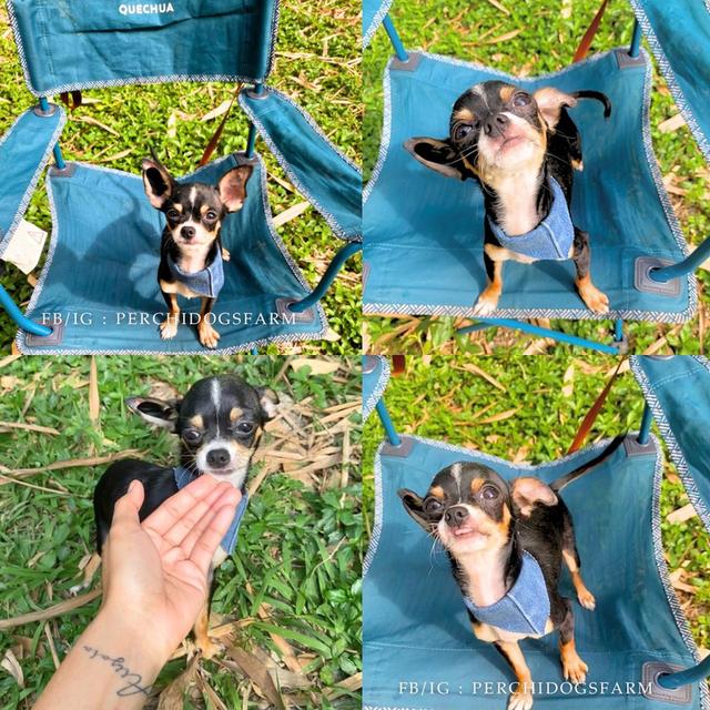 ลูกหมา ชิวาวา ชายเท่ๆ รูปที่ 2