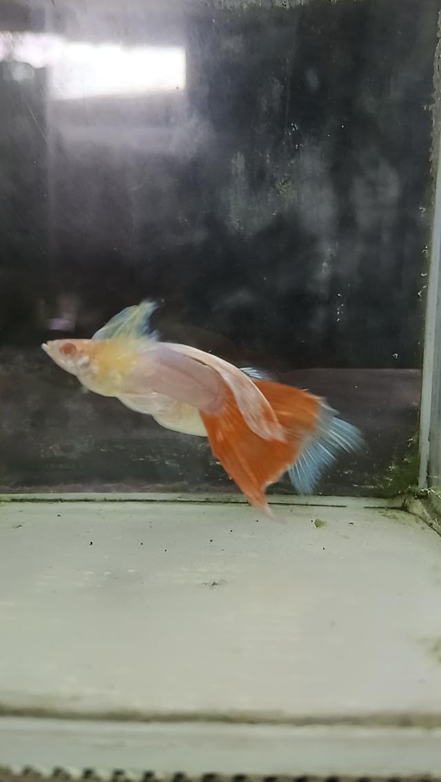 หางนกยูงตาแดงคู่ละ80บาท รูปที่ 8