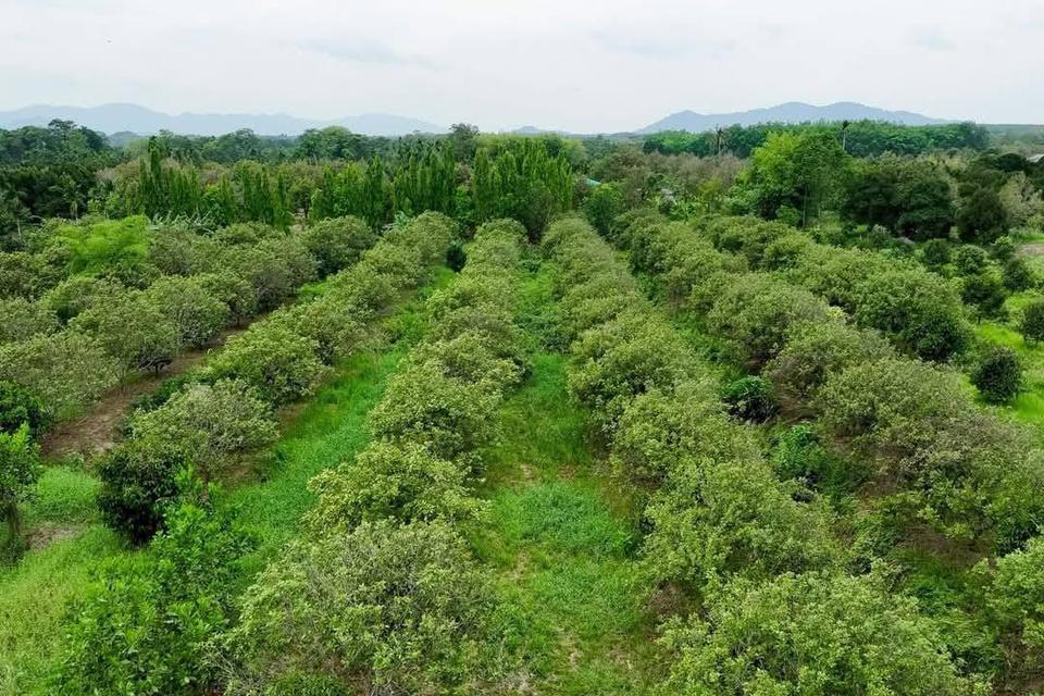 ที่ดิน อ.มะขาม จังหวัดจันทบุรี 3