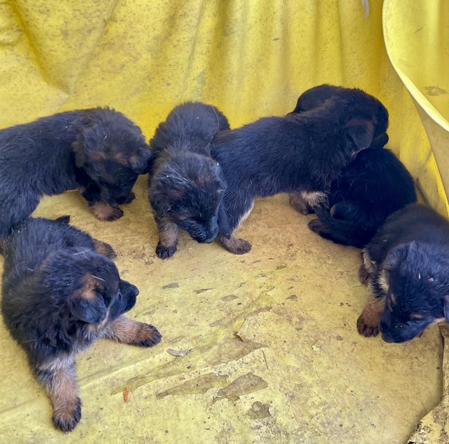 ลูกสุนัขอาเซเซี่ยนเพศเมีย