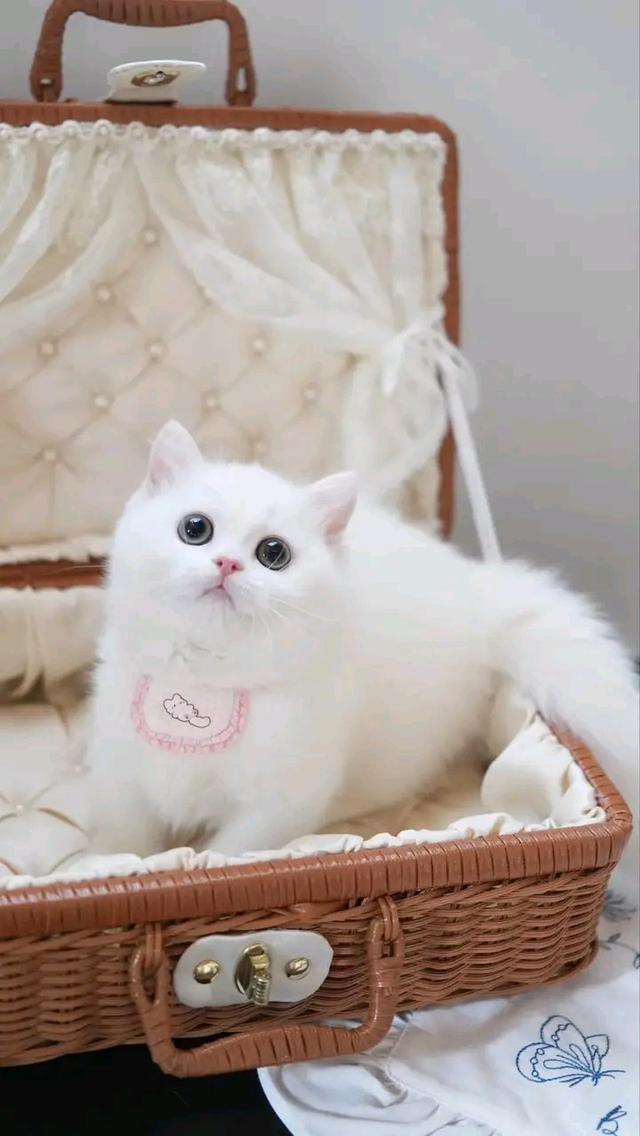 แมวมันช์กิ้น สีขาว 2