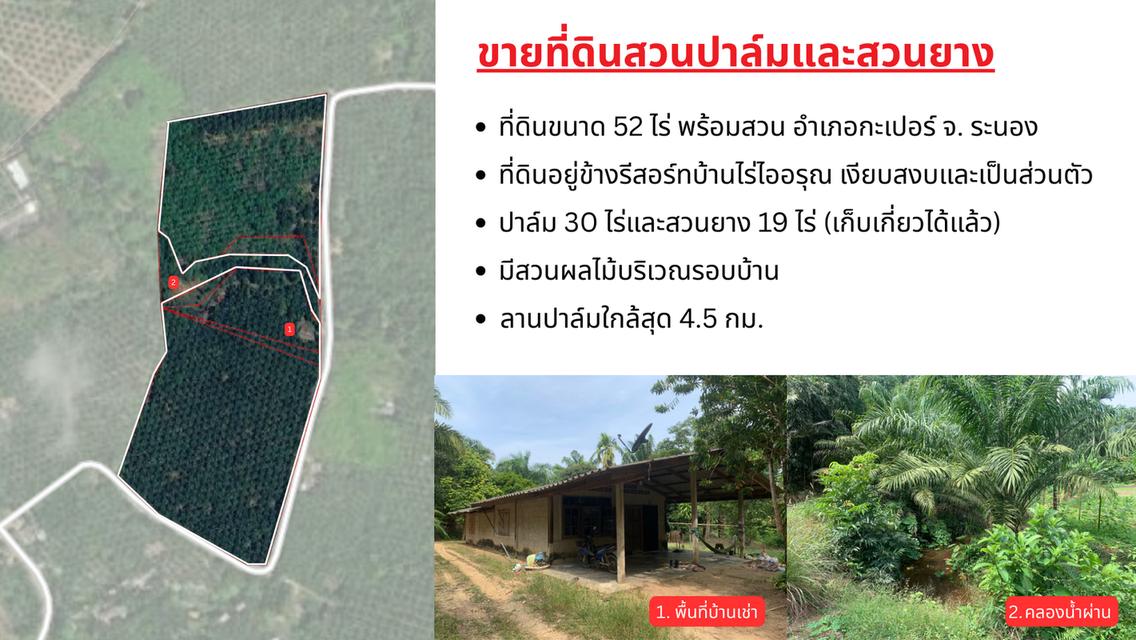 ขายที่ดินพร้อมสวนปาล์มและสวนยางพารา เนื้อที่รวม 52 ไร่ อำเภอกะเปอร์ จังหวัดระนอง 1