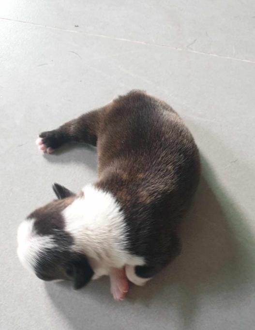 ขายลุกหมาพันธุ์ Boston Terrier  3