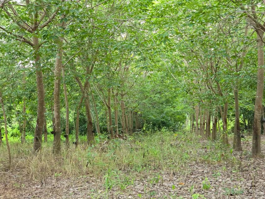 ขาย สวนเกษตร ฟาร์ม 914.75 ไร่ 19