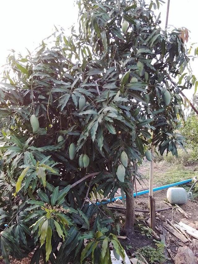 ขายที่ดินทำเลดี 2 ไร่ 3 งาน เจ้าของขายเอง คลอง13 หนองจอก ฝั่งตะวันออก  กทม 4