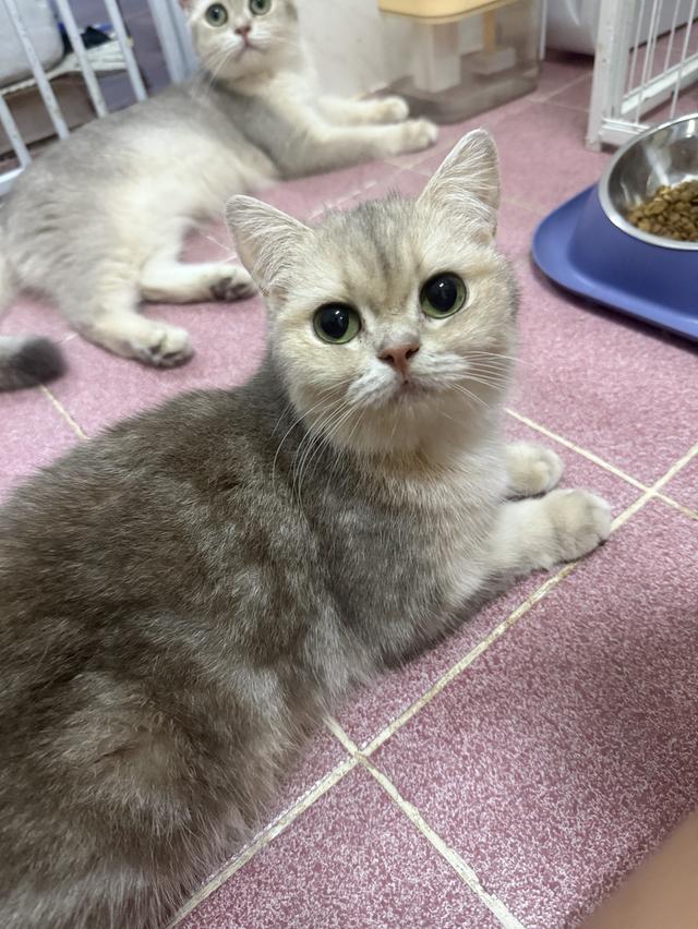 แมวบริติช 8
