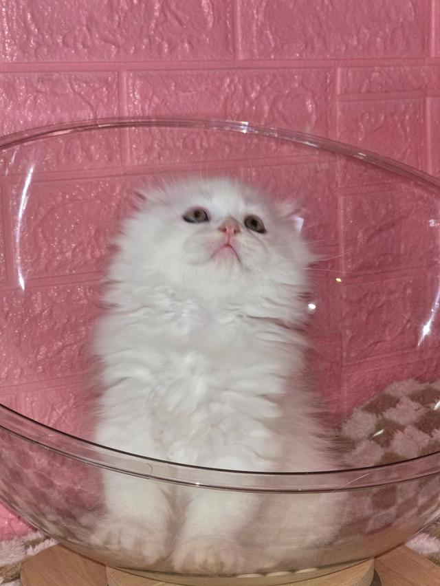 ส ก็ อ ต ติ ช โฟ ล ด์ รูปที่ 3