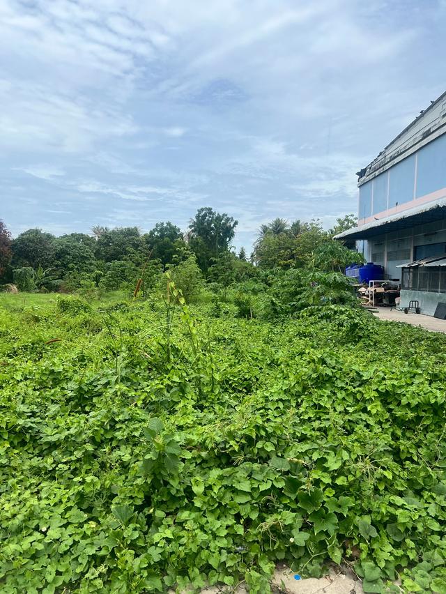 ที่ดินบางใหญ่ ใกล้กับเซนทรัลเวสเกต 4