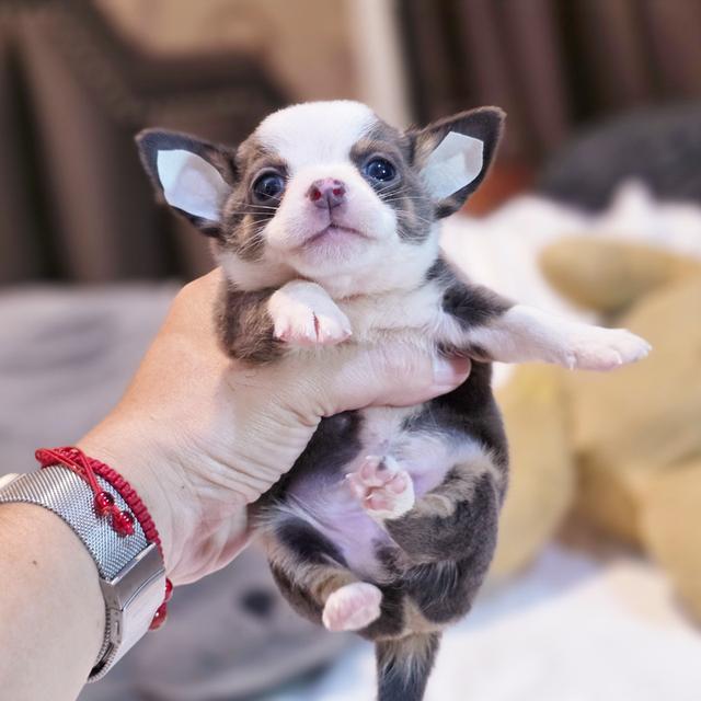 Chihuahuaขนสั้นหนุ่มหล่อน้องแฮร์รี่ตาโตขนสีเทา