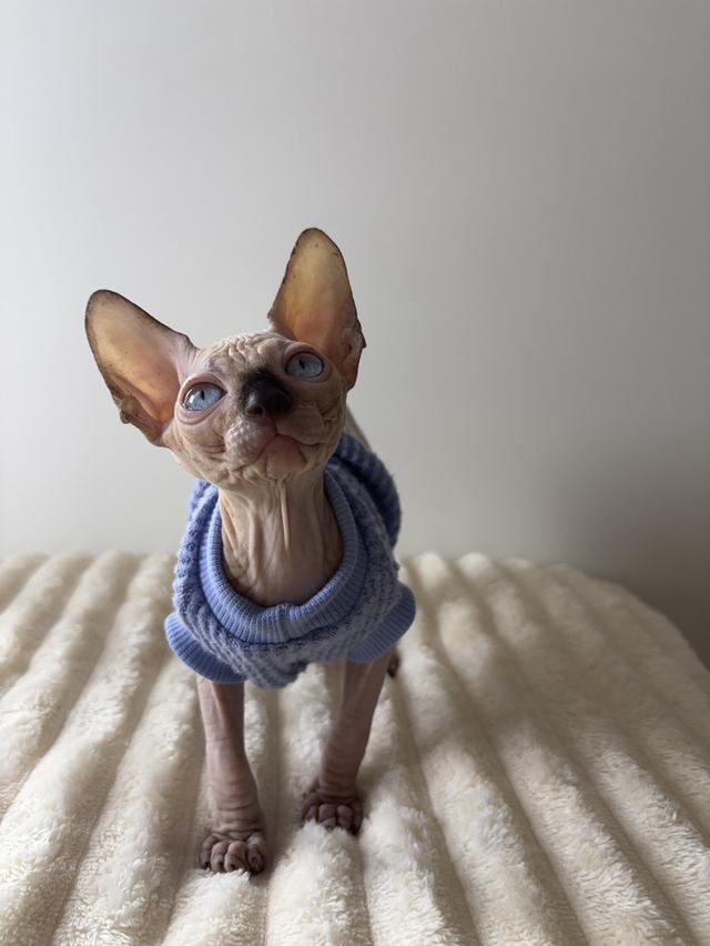 น้องสฟิงซ์ขาวล้วน ตาฟ้า ขายาว หูตั้ง รูปย่อยที่ 4