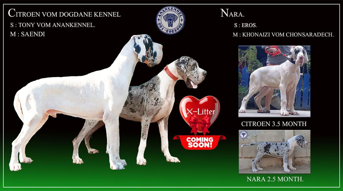 เกรทเดนสวยๆ สายยโรปร้อย Great dane for sale รูปที่ 5