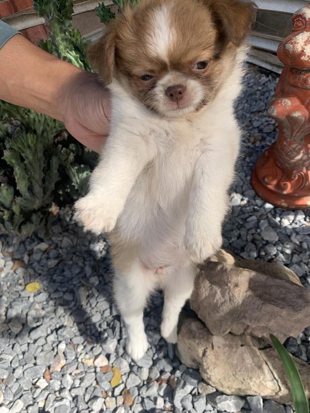 น้องกระรอก 2