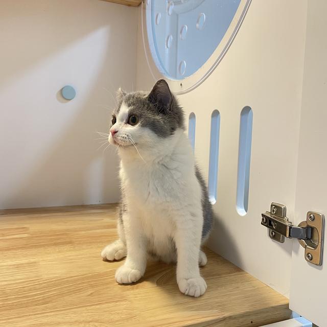 แมวมันช์กิ้นขายาวพร้อมย้าย