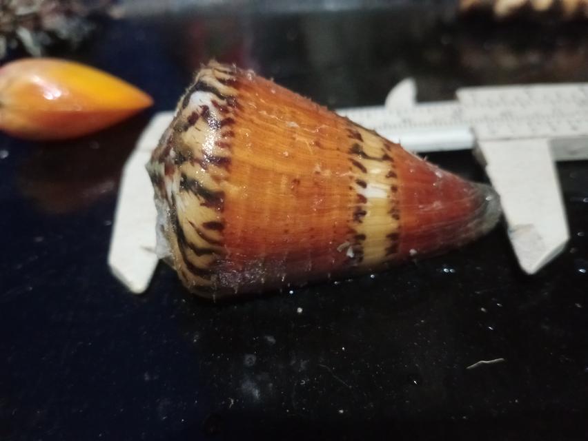 เปลือกหอยสะสม สวยงาม รูปที่ 7