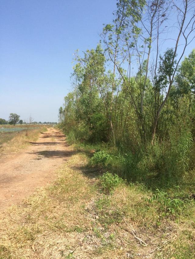 ที่ดินลพบุรีทำการเกษตรได้ ไร่ละ200,000บาท 4