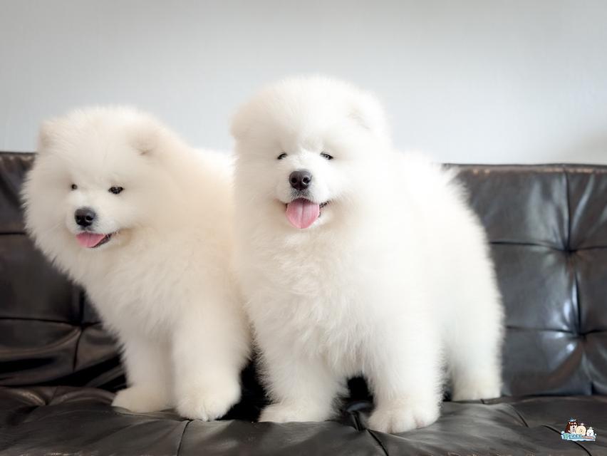 น้องซามอยด์ นำเข้าจากประเทศจีน