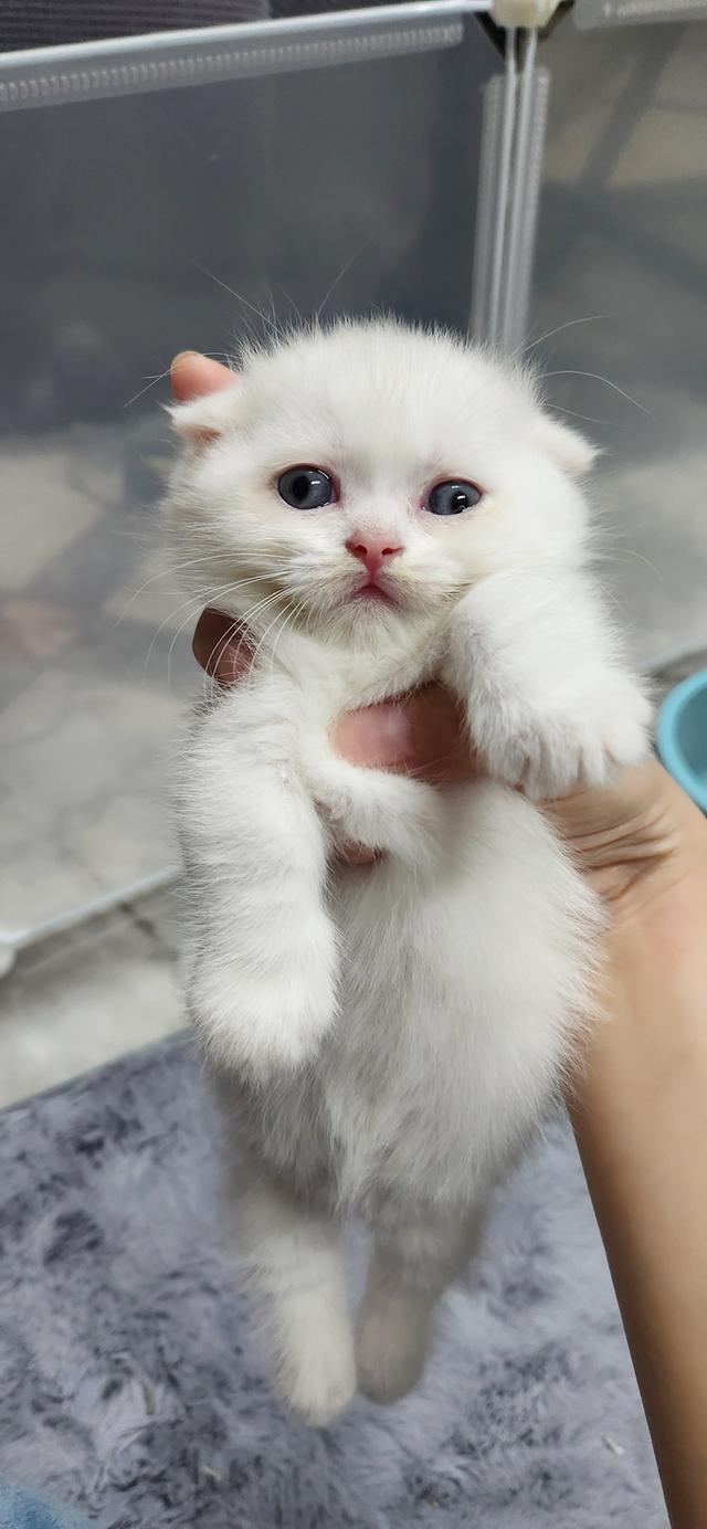 เด็กหญิงมัชน์กินหูพับ รูปที่ 4