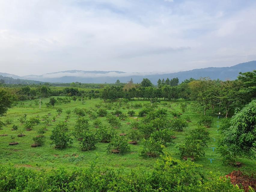 ที่ดิน 30.2 ไร่ ติดคลอง ติดถนน 3ด้าน ต.ธาตุทอง อ.บ่อทอง จ.ชลบุรี 1