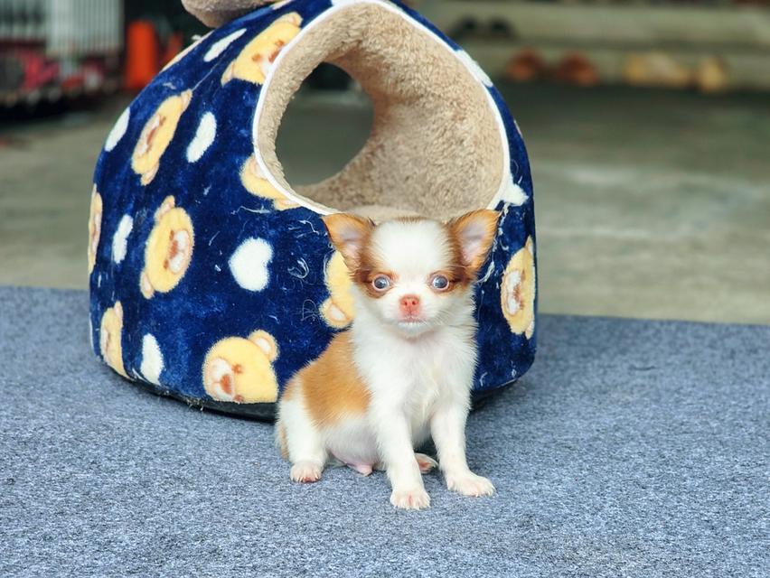 Chihuahuaขนยาวพันธุ์แท้น้องยูโรเพศผู้