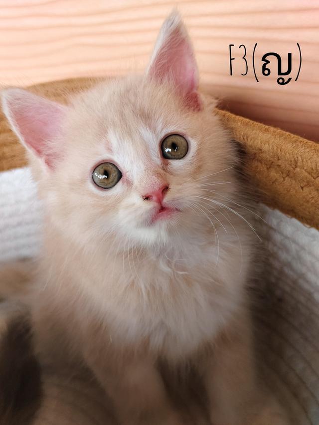 เมนคูนเสี้ยวเปอเซีย