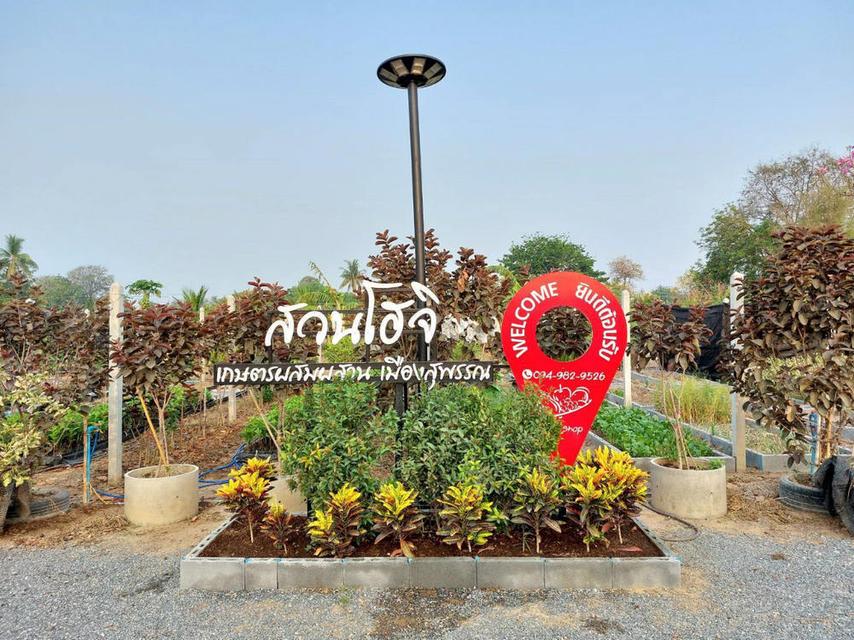 ขายที่ดินพร้อมสิ่งปลูกสร้าง (สวนโฮจิ) 3 ไร่ (ได้ที่งอกด้านหน้า 1 ไร่ รวมเป็น 4 ไร่) หน้ากว้าง 100 เมตร ติดถนน 3502 อำเภอหนองหญ้าไซ สุพรรณบุรี 6