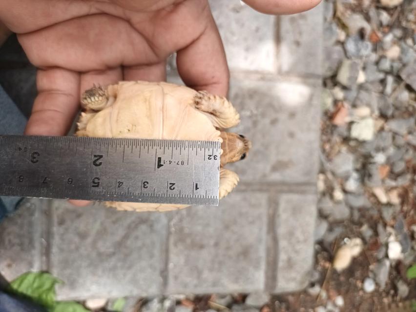 เตาบก เต่าซูคาต้า มีบริการจัดส่ง Sulcata tortoises for sale.Sulcata tortoises for sale.蘇卡塔龜出售。スナドリガメ販売中。
