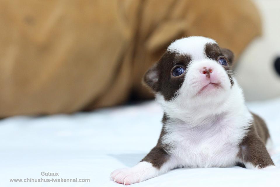 จำหน่ายสุนัขชิวาวา